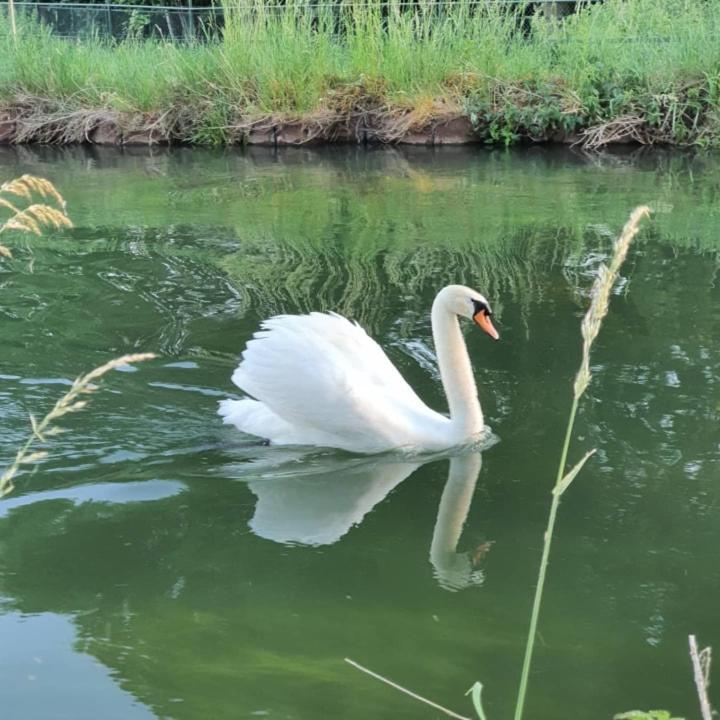 De Vliegende Vlinder Bed & Breakfast Nederweert Екстериор снимка